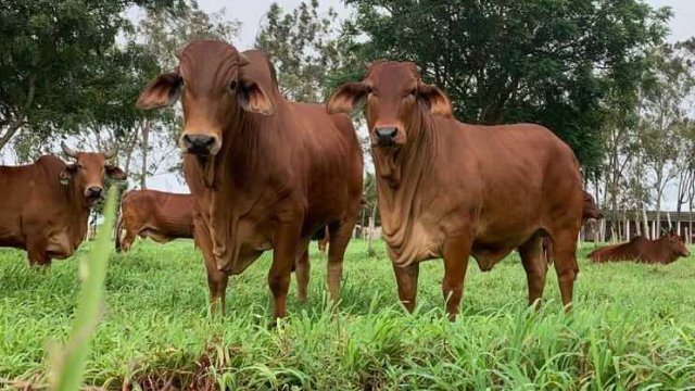 Castrar ou não bovinos machos? Confira as vantagens