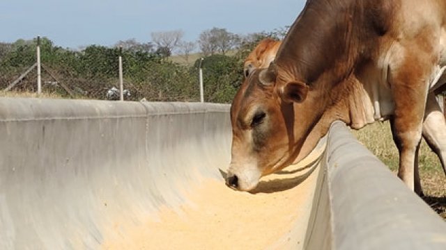 Cocho de cimento é a melhor opção para o gado?