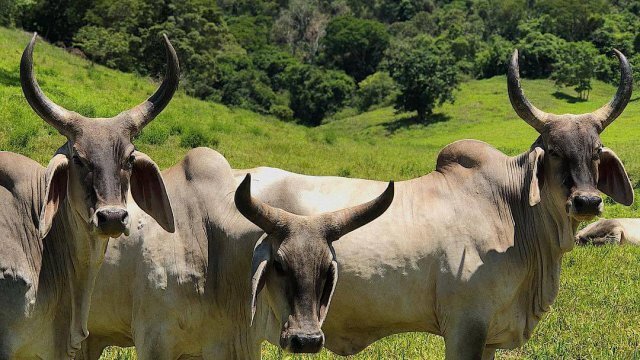 Como formular ração para gado na propriedade