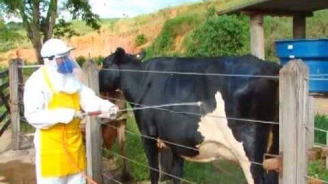 Gado limpo com pulverização é a melhor forma?