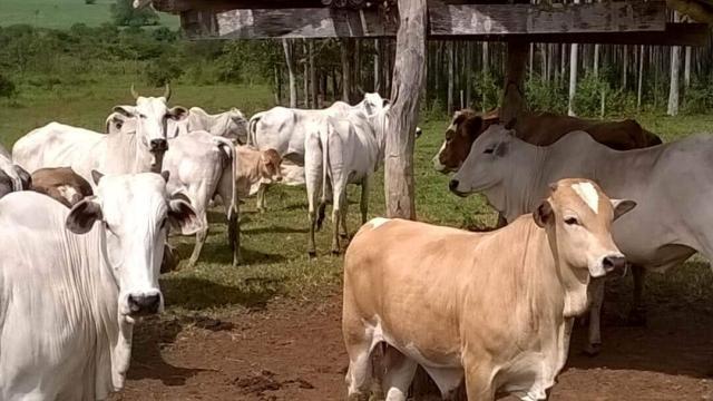 Tipos de sal bovino: qual o melhor para o gado?