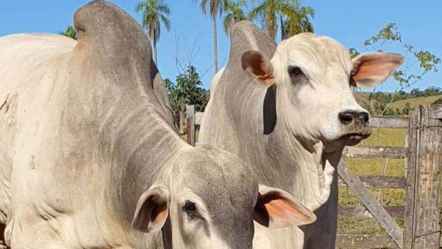 Silagem de girassol para bovinos