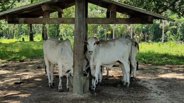 Tratamento de intoxicação por ureia em bovinos