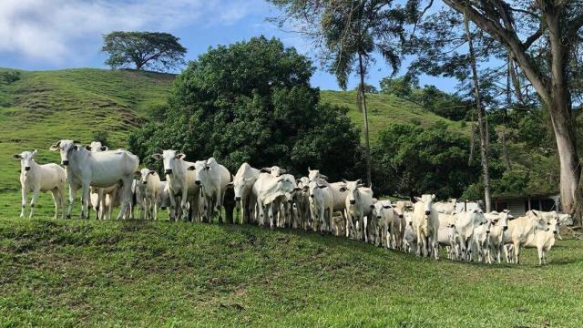 Vacina de gado: saiba tudo sobre a aplicação