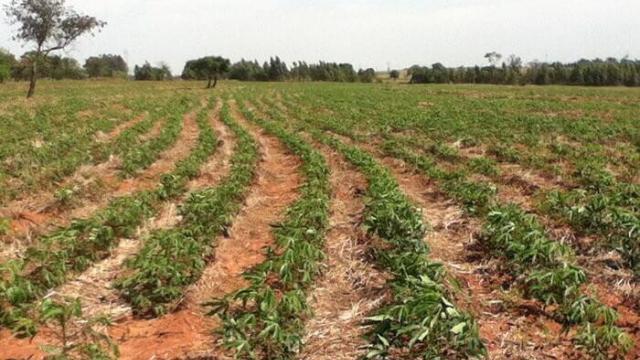 Silagem de mandioca para gado: como oferecer