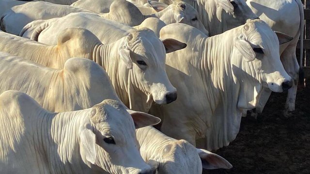 Ração para engorda de bovinos a pasto