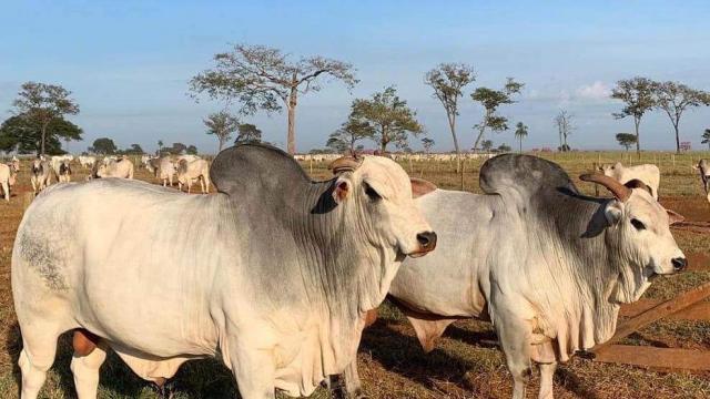 Confinamento a pasto: dúvidas sobre a estratégia