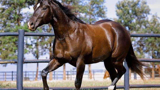 Silagem para cavalo é uma boa alternativa de alimentação?