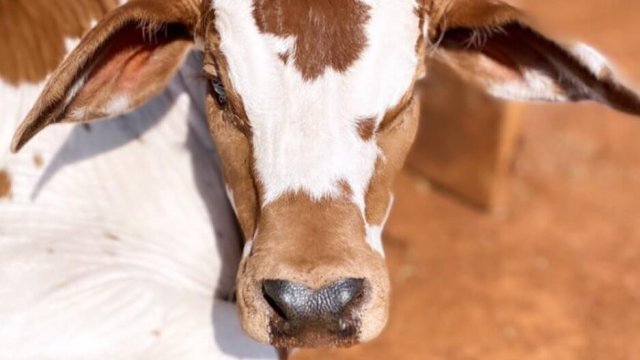 Hérnia umbilical em bezerro recém-nascido