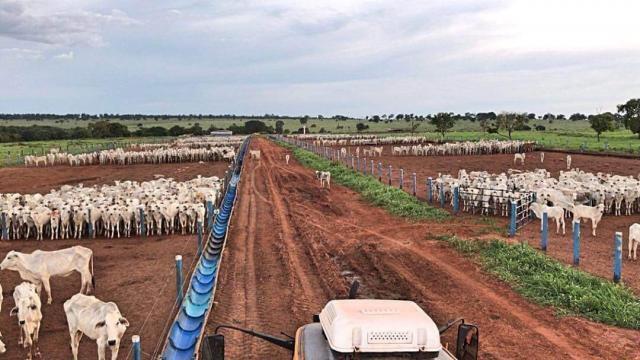 Cocho para confinamento: como melhorar o consumo