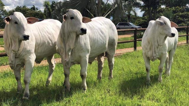 Cuidados na criação do garrote animal