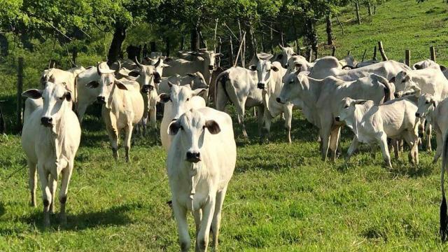 Vaca gorda: qual a alimentação ideal?