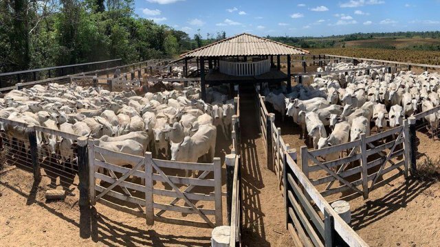 Vacinação de bovinos: você sabe o que é necessário?