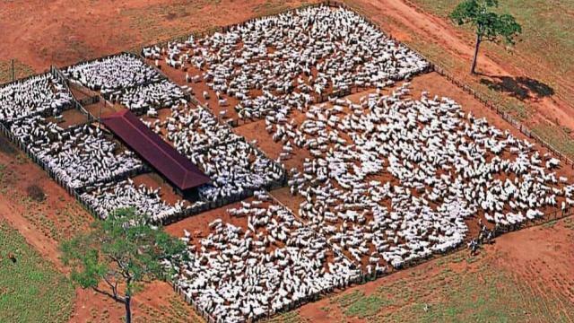 Curral para gado de corte: existe modelo certo?