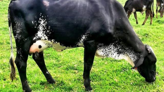 Por que escolher o gado girolando para produção de leite?