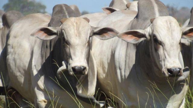 Por que o gado nelore é o mais produzido no Brasil?