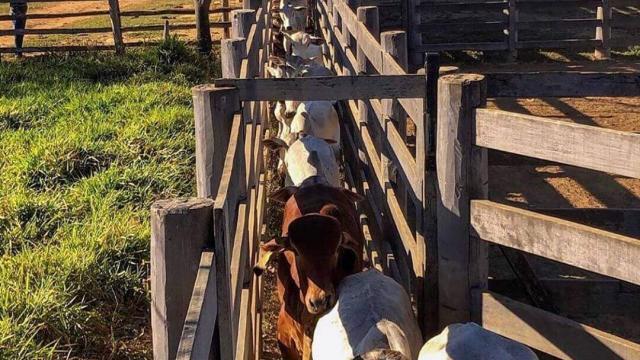 A importância do brete na propriedade rural