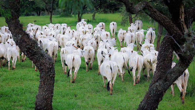 Por que devo acompanhar a cotação bovina?