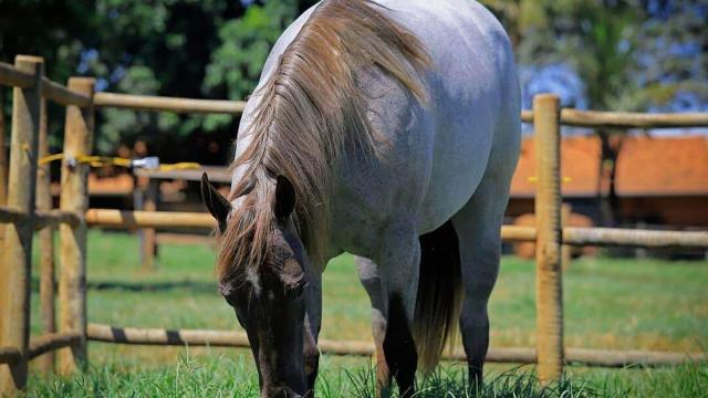 Capim para cavalo: qual é o ideal e o que deve ser evitado? 