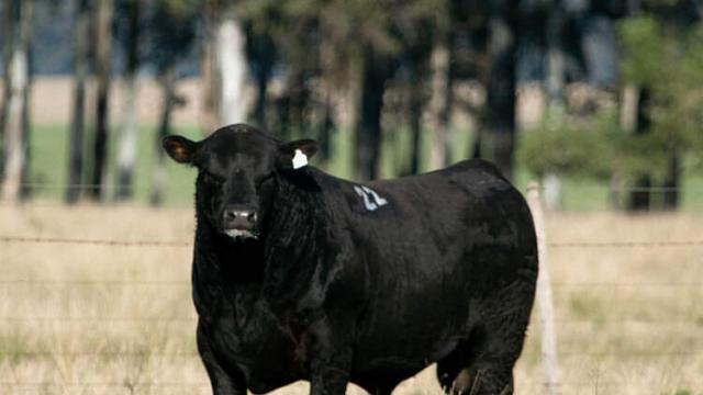 Como adquirir o selo de carne angus certificada