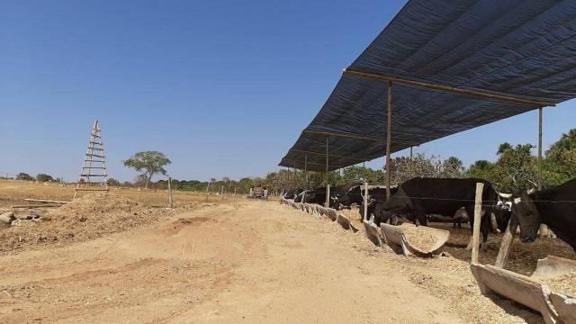 Curral para gado de leite simples para pequenos produtores