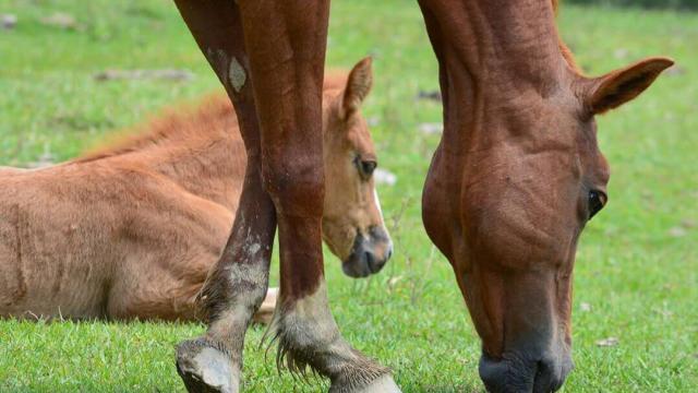 Posso oferecer sal mineral para equinos?