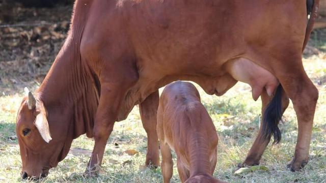 Quais os benefícios do colostro bovino?