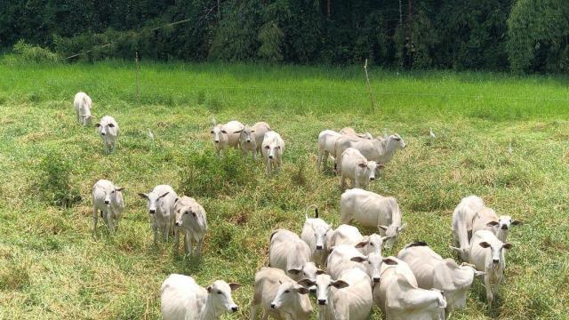 Posso evitar a leptospirose bovina na minha propriedade? 