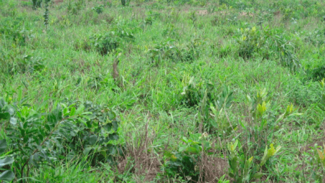 Quais são as plantas invasoras de pasto?