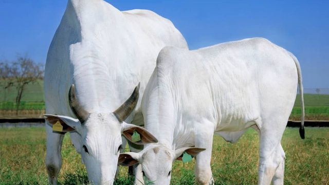 Como saber se o meu rebanho está com vermes?