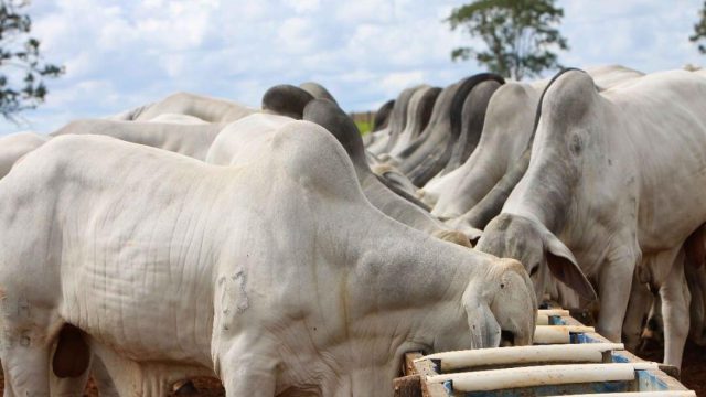 Mercado do boi gordo: tudo o que você precisa saber