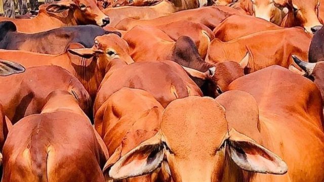 Como preencher uma planilha de controle de gado?