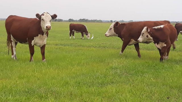 Entenda a diferença entre angus e hereford