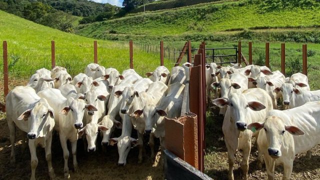 Saiba tudo sobre criação de novilha nelore