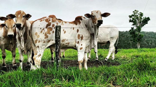 Seguro para gado cobre furto e roubo de animais?