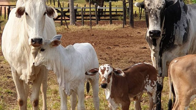 Quais tipos de gado existem para produção?