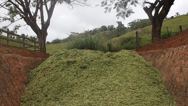 Preciso usar inoculante para silagem de capim?