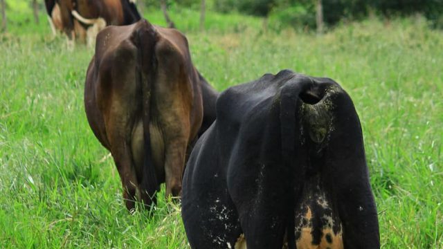 Qual o melhor pasto para vaca de leite?