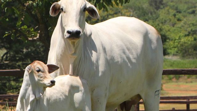 Como planejar a monta natural de bovinos?