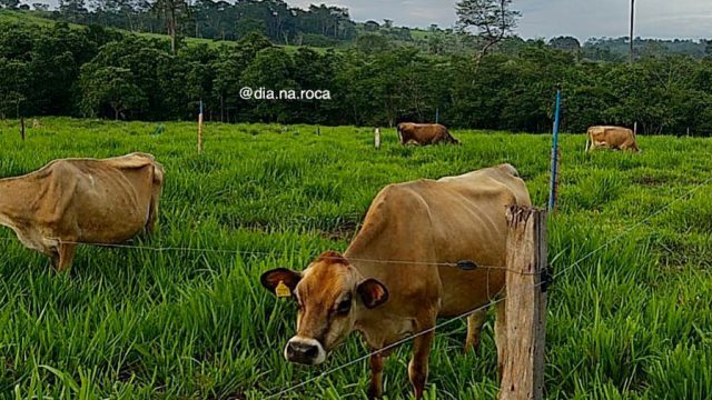 Piquetes rotacionados para gado de corte