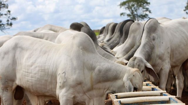 Sal proteinado: o que é e como oferecer ao gado