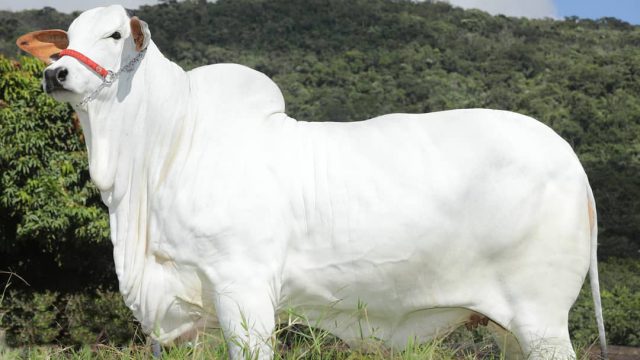 Silagem de milho para gado: aprenda tudo sobre