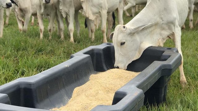 Cocho de sal: como aumentar o peso do gado
