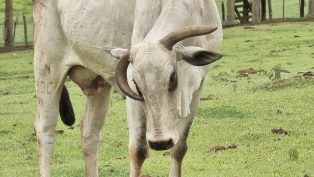 Vaca prenha: como preparar para o parto?