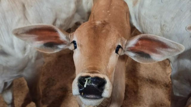 Venda de bezerro: os segredos para uma boa compra