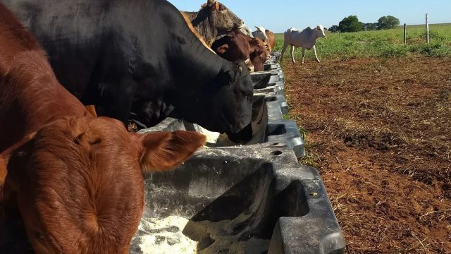 Boi no cocho: como manter a engorda durante a seca