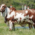 Como avaliar a saúde do gado: cobertura de costelas, pelagem e fezes