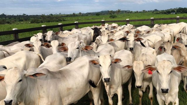 Raças para gado de corte: 5 melhores para criar