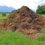 Esterco bovino: como fazer adubo orgânico em 4 passos