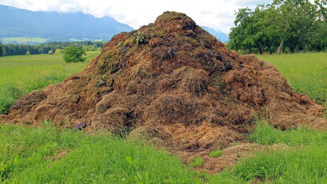 Esterco bovino: como fazer adubo orgânico em 4 passos